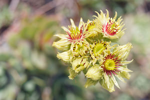 Sempervivum wulfenii (Crassulaceae)  - Joubarbe de Wulfen Haut-Adige [Italie] 18/07/2019 - 2240m