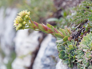 Sempervivum wulfenii (Crassulaceae)  - Joubarbe de Wulfen Haut-Adige [Italie] 18/07/2019 - 2240m