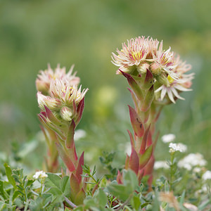 Sempervivum wulfenii (Crassulaceae)  - Joubarbe de Wulfen Haut-Adige [Italie] 18/07/2019 - 2250mHybride possible avec S montanum, pr?sent tout autour