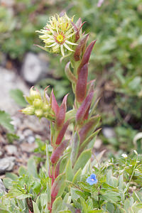 Sempervivum wulfenii (Crassulaceae)  - Joubarbe de Wulfen Haut-Adige [Italie] 18/07/2019 - 2270m