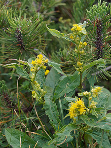 Solidago virgaurea subsp. minuta (Asteraceae)  - Solidage très petit, Petite verge-d'or, Verge-d'or alpestre, Solidage alpestre Bezirk Salzburg-Umgebung [Autriche] 16/07/2019 - 1650m