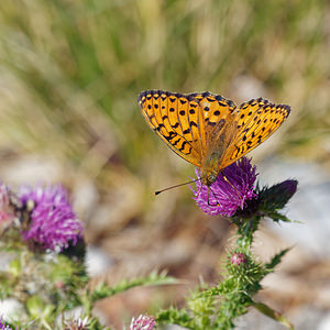 Speyeria aglaja (Nymphalidae)  - Grand Nacré, Aglaé, Moyen-Nacré - Dark Green Fritillary Comitat de Lika-Senj [Croatie] 11/07/2019 - 1520m