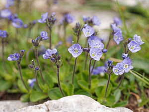 Veronica aphylla (Plantaginaceae)  - Véronique sans feuilles, Véronique à tige nue, Véronique aphylle  [Slovenie] 05/07/2019 - 2030m