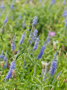 Veronica barrelieri (Plantaginaceae)  - Véronique de Barrelier  [Slovenie] 07/07/2019 - 440m