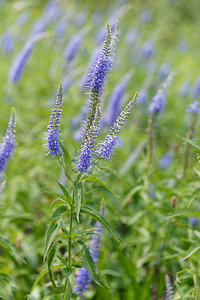 Veronica barrelieri (Plantaginaceae)  - Véronique de Barrelier  [Slovenie] 07/07/2019 - 440m