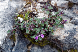 Ziziphora granatensis subsp. alpina (Lamiaceae)  - Ziziphora des Alpes, Clinopode des Alpes, Calament des Alpes, Sarriette des Alpes, Acinos des Alpes Bezirk Salzburg-Umgebung [Autriche] 16/07/2019 - 1730m