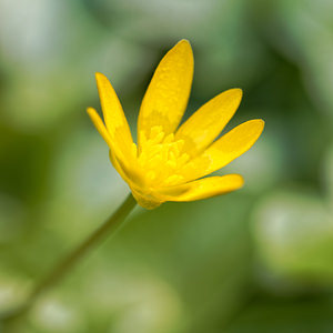 Ficaria verna (Ranunculaceae)  - Ficaire printanière, Renoncule ficaire - Lesser Celandine Nord [France] 02/04/2020 - 40m