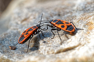 Pyrrhocoris apterus (Pyrrhocoridae)  - Gendarme, Pyrrhocore, Soldat, Suisse - Fire bug Nord [France] 07/04/2020 - 40m