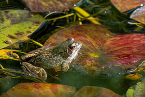 Rana temporaria (Ranidae)  - Grenouille rousse - Grass Frog Nord [France] 10/04/2020 - 40m