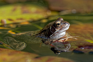 Rana temporaria (Ranidae)  - Grenouille rousse - Grass Frog Nord [France] 10/04/2020 - 40m