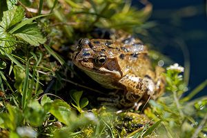 Rana temporaria (Ranidae)  - Grenouille rousse - Grass Frog Nord [France] 10/04/2020 - 40m