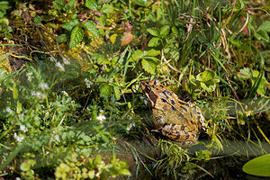 Rana temporaria (Ranidae)  - Grenouille rousse - Grass Frog Nord [France] 10/04/2020 - 40m