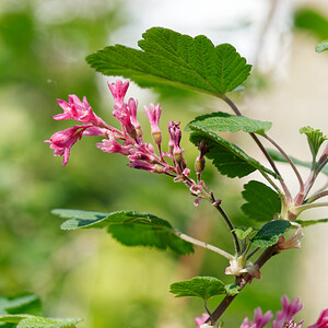 Ribes sanguineum (Grossulariaceae)  - Groseillier sanguin - Flowering Currant Nord [France] 16/04/2020 - 40m