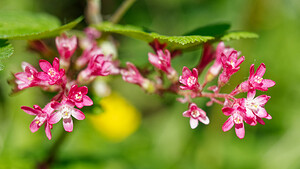 Ribes sanguineum (Grossulariaceae)  - Groseillier sanguin - Flowering Currant Nord [France] 16/04/2020 - 40m