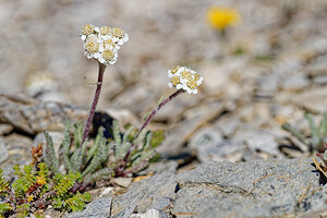 Achillea nana (Asteraceae)  - Achillée naine, Faux génépi Hautes-Alpes [France] 25/07/2020 - 2630m