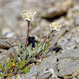 Achillea nana (Asteraceae)  - Achillée naine, Faux génépi Hautes-Alpes [France] 25/07/2020 - 2630m