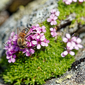 Apis mellifera (Apidae)  - Abeille domestique, Abeille européenne, Abeille mellifère, Mouche à miel - Honey Bee Savoie [France] 17/07/2020 - 2320m