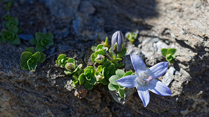 Campanula cenisia (Campanulaceae)  - Campanule du mont Cenis Savoie [France] 23/07/2020 - 2750m