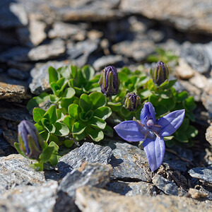 Campanula cenisia (Campanulaceae)  - Campanule du mont Cenis Savoie [France] 23/07/2020 - 2750m