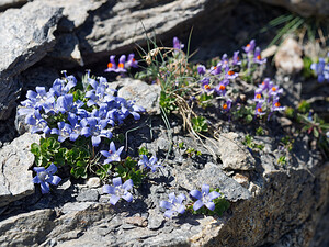 Campanula cenisia (Campanulaceae)  - Campanule du mont Cenis Savoie [France] 23/07/2020 - 2740m