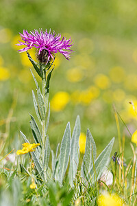 Centaurea uniflora (Asteraceae)  - Centaurée à une fleur, Centaurée uniflore Savoie [France] 23/07/2020 - 2330m