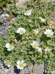 Cerastium latifolium (Caryophyllaceae)  - Céraiste à feuilles larges, Céraiste à larges feuilles Savoie [France] 19/07/2020 - 2750m