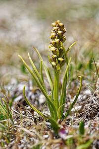 Chamorchis alpina (Orchidaceae)  - Chamorchis des Alpes, Orchis des Alpes, Orchis nain des Alpes, Herminie des Alpes - False Orchid Savoie [France] 23/07/2020 - 2540m