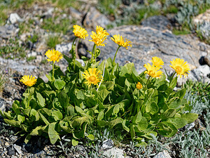Doronicum grandiflorum (Asteraceae)  - Doronic à grandes fleurs Savoie [France] 23/07/2020 - 2720m