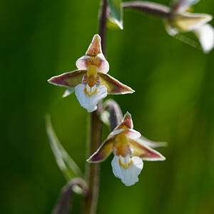 Epipactis palustris (Orchidaceae)  - Épipactis des marais - Marsh Helleborine Savoie [France] 11/07/2020 - 1020m
