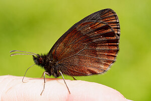 Erebia aethiops (Nymphalidae)  - Moiré sylvicole - Scotch Argus Isere [France] 18/07/2020 - 1150m