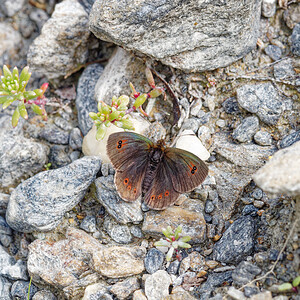 Erebia arvernensis (Nymphalidae)  - Moiré lustré, Moiré arverne Savoie [France] 22/07/2020 - 2010m