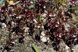 Euphrasia salisburgensis (Orobanchaceae)  - Euphraise de Salzbourg Savoie [France] 23/07/2020 - 2540m