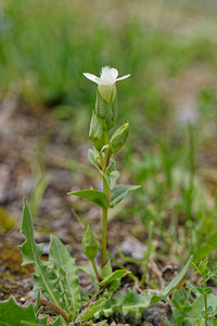 Gentianella campestris (Gentianaceae)  - Gentianelle des champs, Gentiane champêtre - Field Gentian Isere [France] 26/07/2020 - 1560m