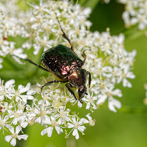 Gnorimus nobilis (Scarabaeidae)  - Gnorime vert - Noble Chafer Isere [France] 12/07/2020 - 1230m