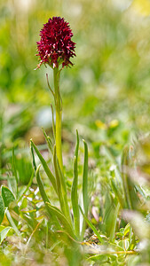 Gymnadenia nigra subsp. rhellicani (Orchidaceae)  - Gymnadénie de Rhellicanus, Nigritelle de Rhellicanus Savoie [France] 23/07/2020 - 2540m