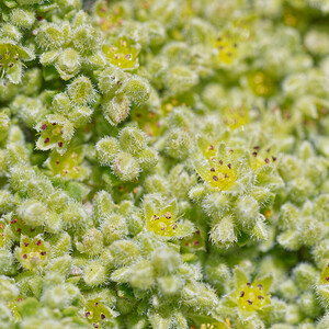 Herniaria alpina (Caryophyllaceae)  - Herniaire des Alpes Savoie [France] 19/07/2020 - 2790m