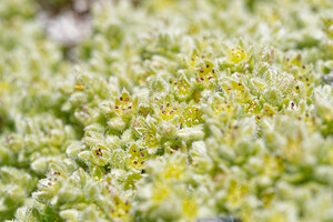 Herniaria alpina (Caryophyllaceae)  - Herniaire des Alpes Savoie [France] 19/07/2020 - 2790m