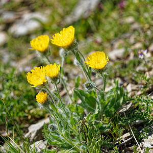 Hieracium villosum (Asteraceae)  - Épervière velue Hautes-Alpes [France] 25/07/2020 - 2530m