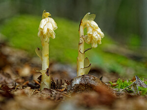 Hypopitys monotropa (Ericaceae)  - Monotrope sucepin, Sucepin, Hypopitys monotrope - Yellow Bird's-nest Savoie [France] 14/07/2020 - 1060m