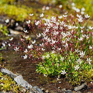 Micranthes stellaris (Saxifragaceae)  - Micranthe étoilé, Saxifrage étoilée - Starry Saxifrage Savoie [France] 23/07/2020 - 2550m