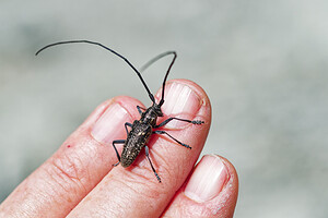 Monochamus sutor (Cerambycidae)  - Monochame cordonnier Savoie [France] 22/07/2020 - 2010m