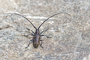 Monochamus sutor (Cerambycidae)  - Monochame cordonnier Savoie [France] 22/07/2020 - 2010m