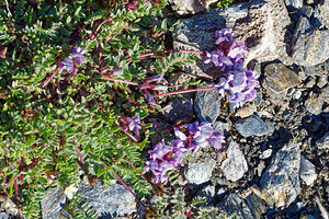 Oxytropis helvetica (Fabaceae)  - Oxytropide de Suisse, Oxytropis de Suisse, Oxytropis de Gaudin Savoie [France] 19/07/2020 - 2780m