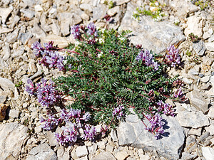 Oxytropis helvetica (Fabaceae)  - Oxytropide de Suisse, Oxytropis de Suisse, Oxytropis de Gaudin Hautes-Alpes [France] 25/07/2020 - 2670m