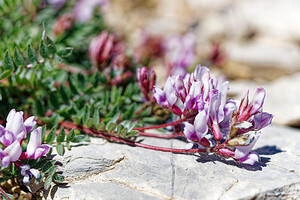 Oxytropis helvetica (Fabaceae)  - Oxytropide de Suisse, Oxytropis de Suisse, Oxytropis de Gaudin Hautes-Alpes [France] 25/07/2020 - 2670m