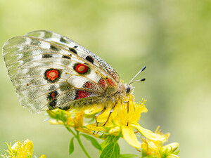 Parnassius apollo (Papilionidae)  - Apollon, Parnassien apollon - Apollo Savoie [France] 14/07/2020 - 1030m