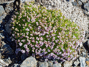 Petrocallis pyrenaica (Brassicaceae)  - Pétrocallide des Pyrénées, Pétrocallis des Pyrénées, Drave des Pyrénées Savoie [France] 19/07/2020 - 2800m