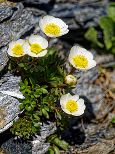 Ranunculus glacialis (Ranunculaceae)  - Renoncule des glaciers Savoie [France] 23/07/2020 - 2560m