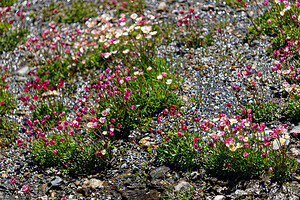 Ranunculus glacialis (Ranunculaceae)  - Renoncule des glaciers Savoie [France] 23/07/2020 - 2580m