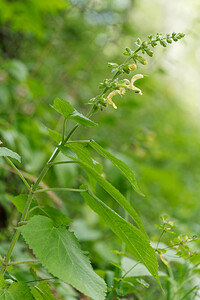Salvia glutinosa (Lamiaceae)  - Sauge glutineuse, Ormin gluant - Sticky Clary Savoie [France] 14/07/2020 - 1030m